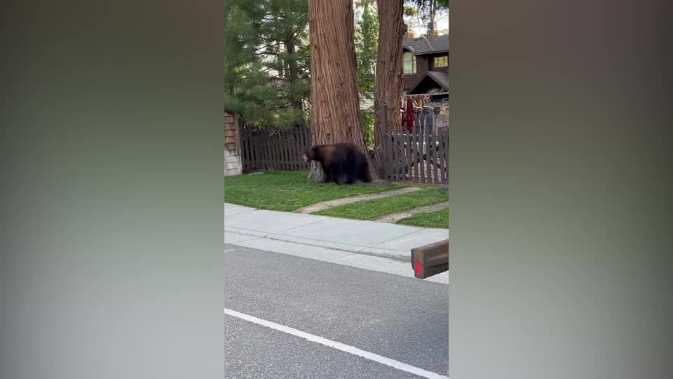Video - Clip: Cảnh sát nói chuyện với con gấu đang sợ hãi khi qua đường