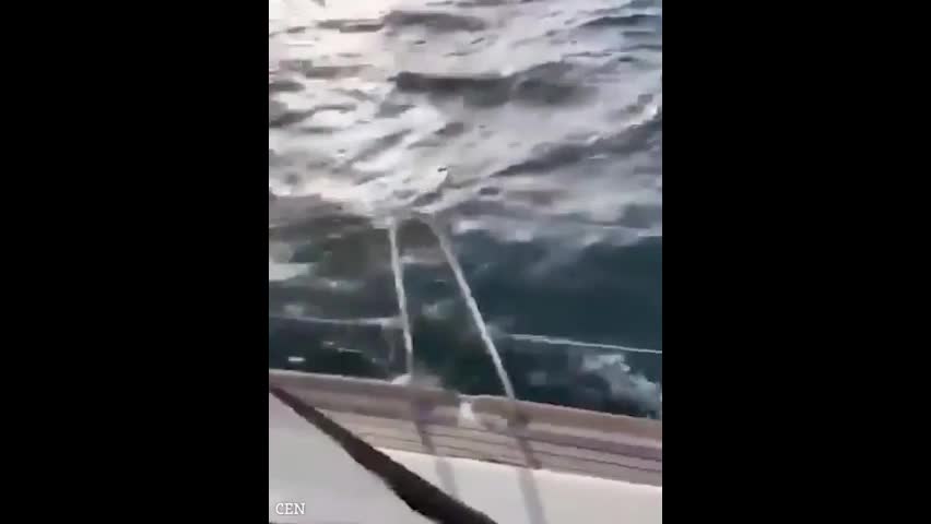 Video - Clip: Cá voi sát thủ tấn công thuyền làm du khách kinh sợ