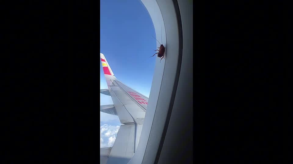 Video - Clip: Phát hiện gián ngoài cửa sổ máy bay ở độ cao 10.000 m
