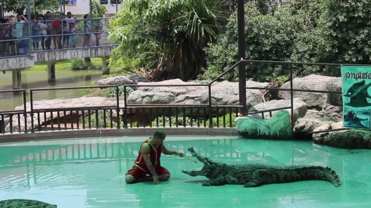 Video - Clip: Thót tim màn biểu diễn cho tay vào miệng cá sấu