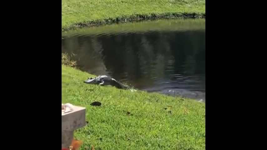 Video - Clip: Cá sấu quăng quật, ăn thịt rắn khủng ngay trước mặt người dân