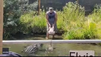 Video - Clip: Đem thức ăn cho cá sấu, người đàn ông suýt thành con mồi