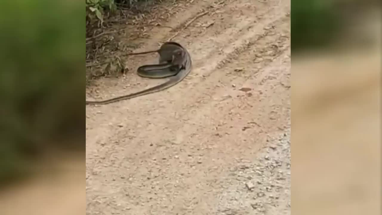 Video - Clip: Chuột cắn đầu, điên cuồng giết chết rắn độc ngay giữa đường