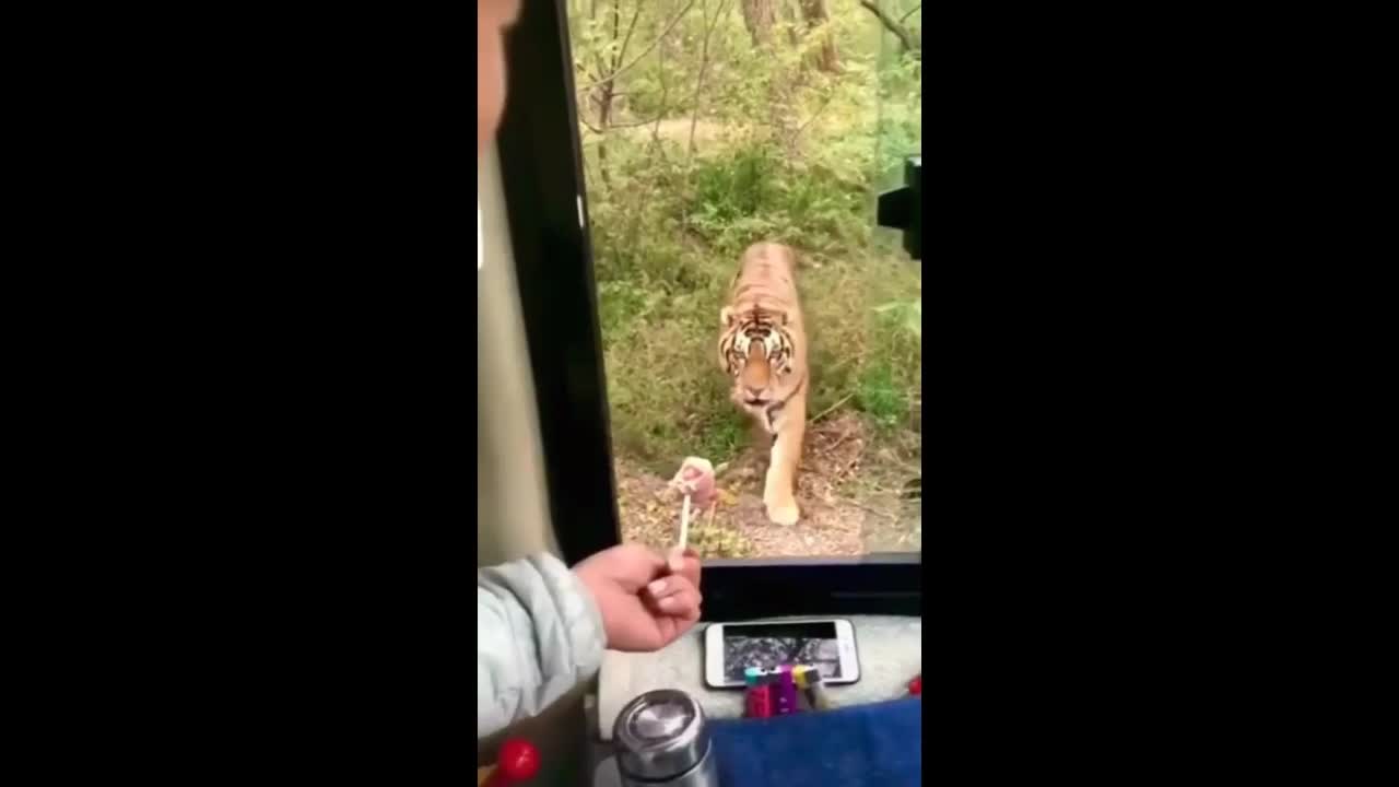 Video - Clip: Tài xế mở cửa sổ cho hổ dữ ăn và cảnh tượng kinh ngạc phía sau