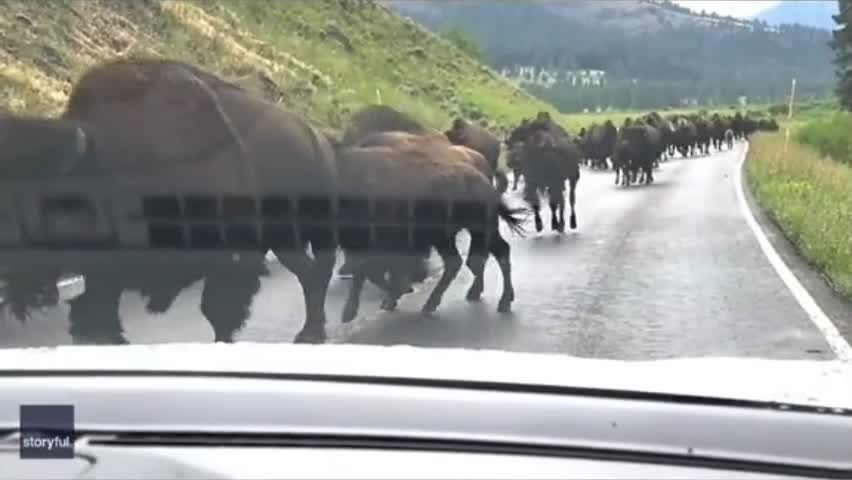Video - Clip: Đàn bò rừng khổng lồ gây tắc nghẽn giao thông