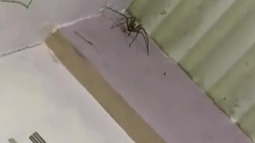 Video - Clip: Rùng mình nhện thợ săn khổng lồ xuất hiện trong phòng ngủ 