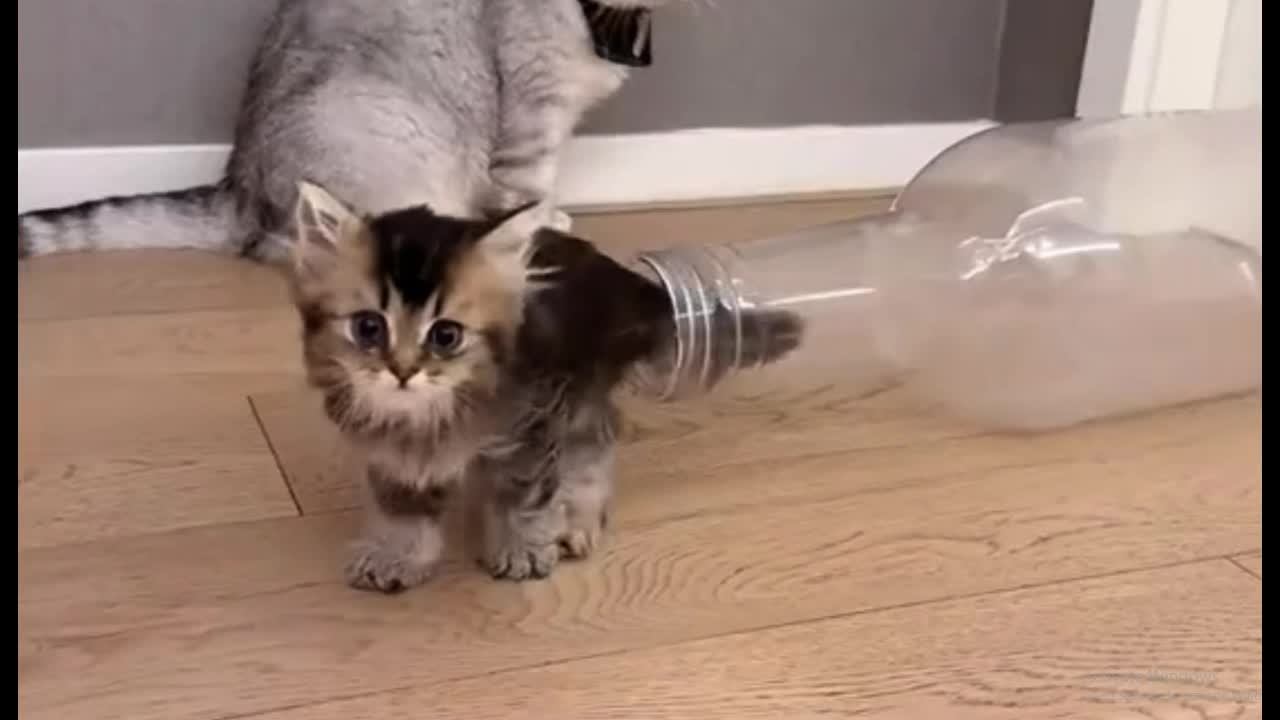Video - Clip: Mèo con khéo léo chui vào chai khiến người xem kinh ngạc