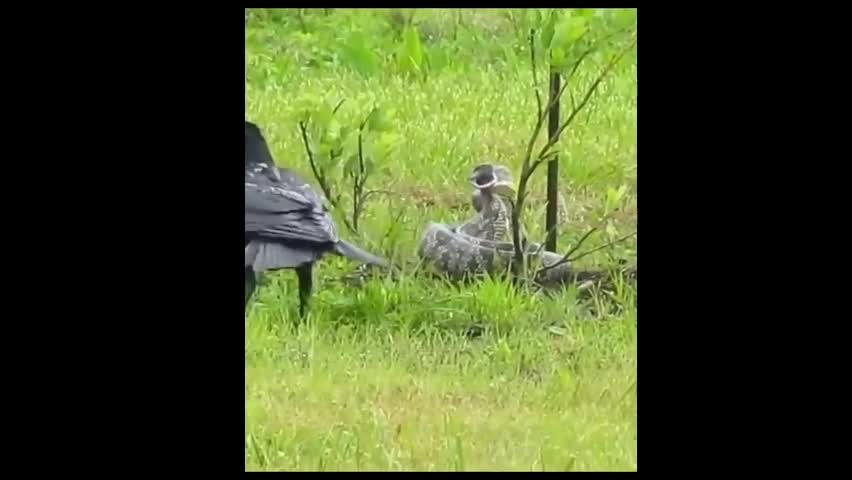 Video - Clip: Cuộc chiến kịch tính giữa quạ và trăn gây “bão mạng”