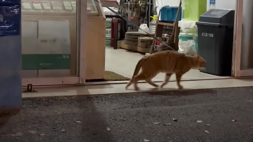 Video - Clip: Mèo 'catwalk' đầy hài hước đốn tim cộng đồng mạng