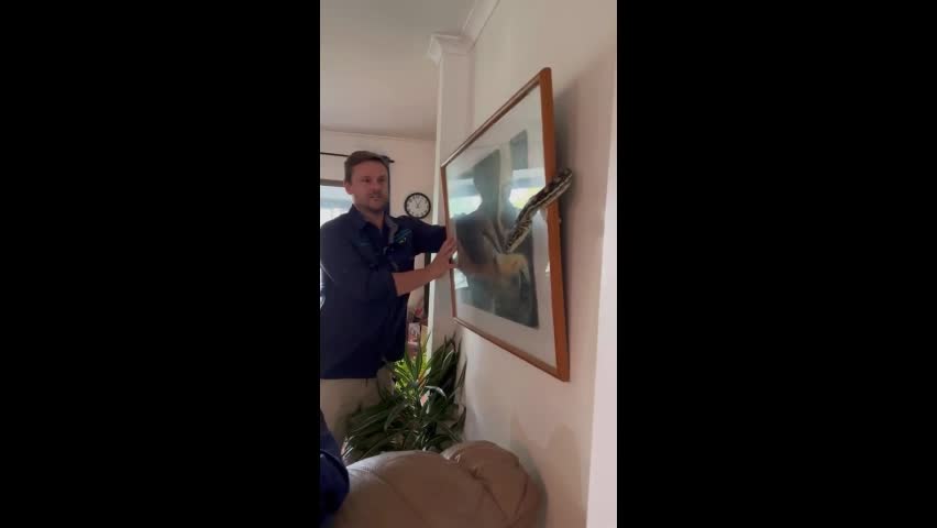 Video - Clip: Kinh hoàng phát hiện con trăn ở đằng sau bức tranh trong nhà