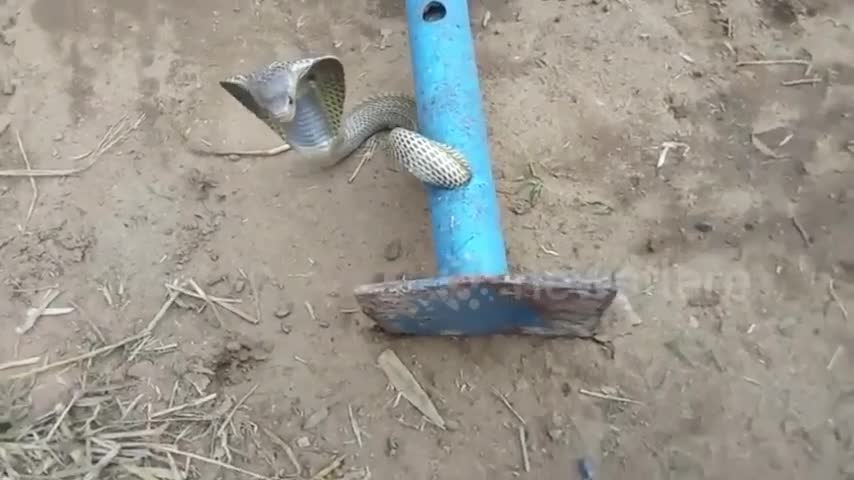 Video - Clip: Chui vào ống sắt, rắn hổ mang ngu ngốc bị mắc kẹt