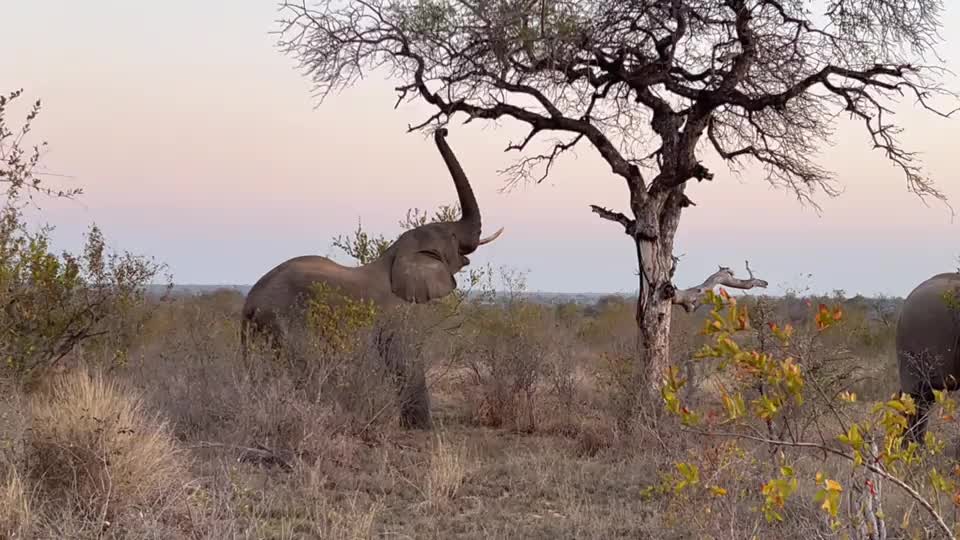 Video - Clip: Kinh ngạc voi húc đổ cây để ăn lá