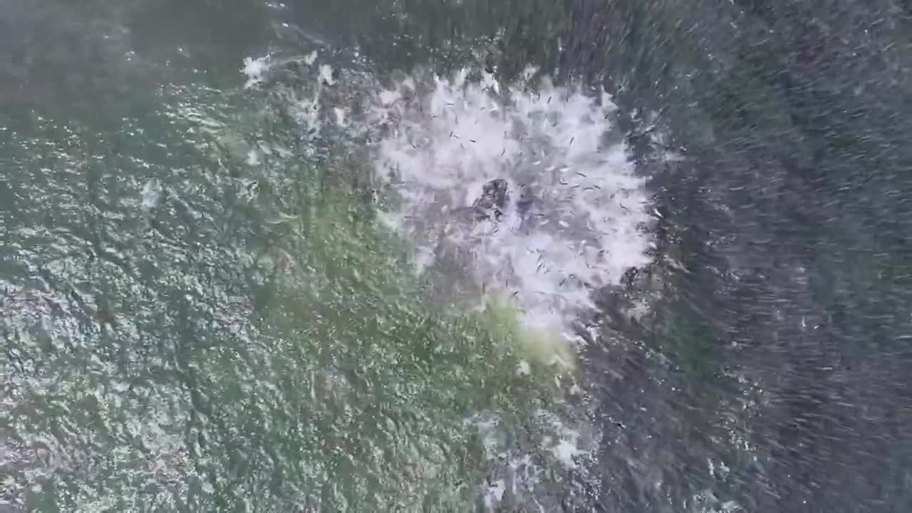 Video - Clip: Kinh ngạc cá voi lưng gù nhảy lên khỏi mặt nước săn mồi 