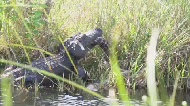 Video - Clip: Cá sấu quật chết trăn khủng rồi ăn thịt trước mặt người dân