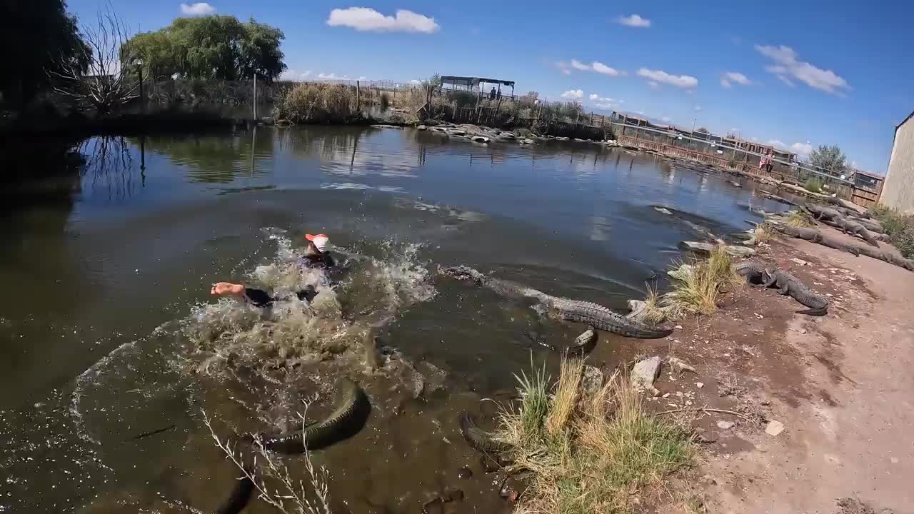 Video - Clip: Cô gái lao xuống nước dùng tay không bắt cá sấu rồi lôi lên bờ