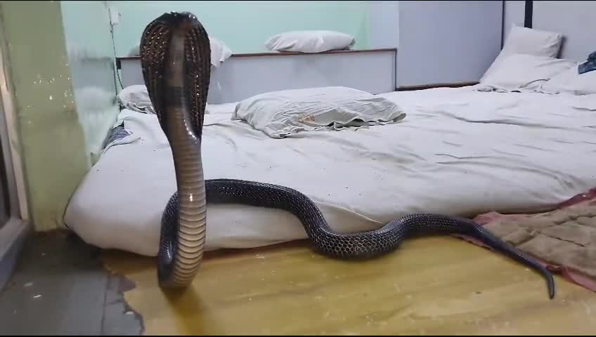 Video - Clip: Bị phát hiện, rắn hổ mang phình mang hung hăng đe dọa người