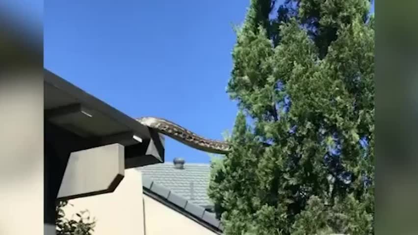 Video - Clip: Kinh hoàng trăn khổng lồ bò trên nóc nhà và các ngọn cây