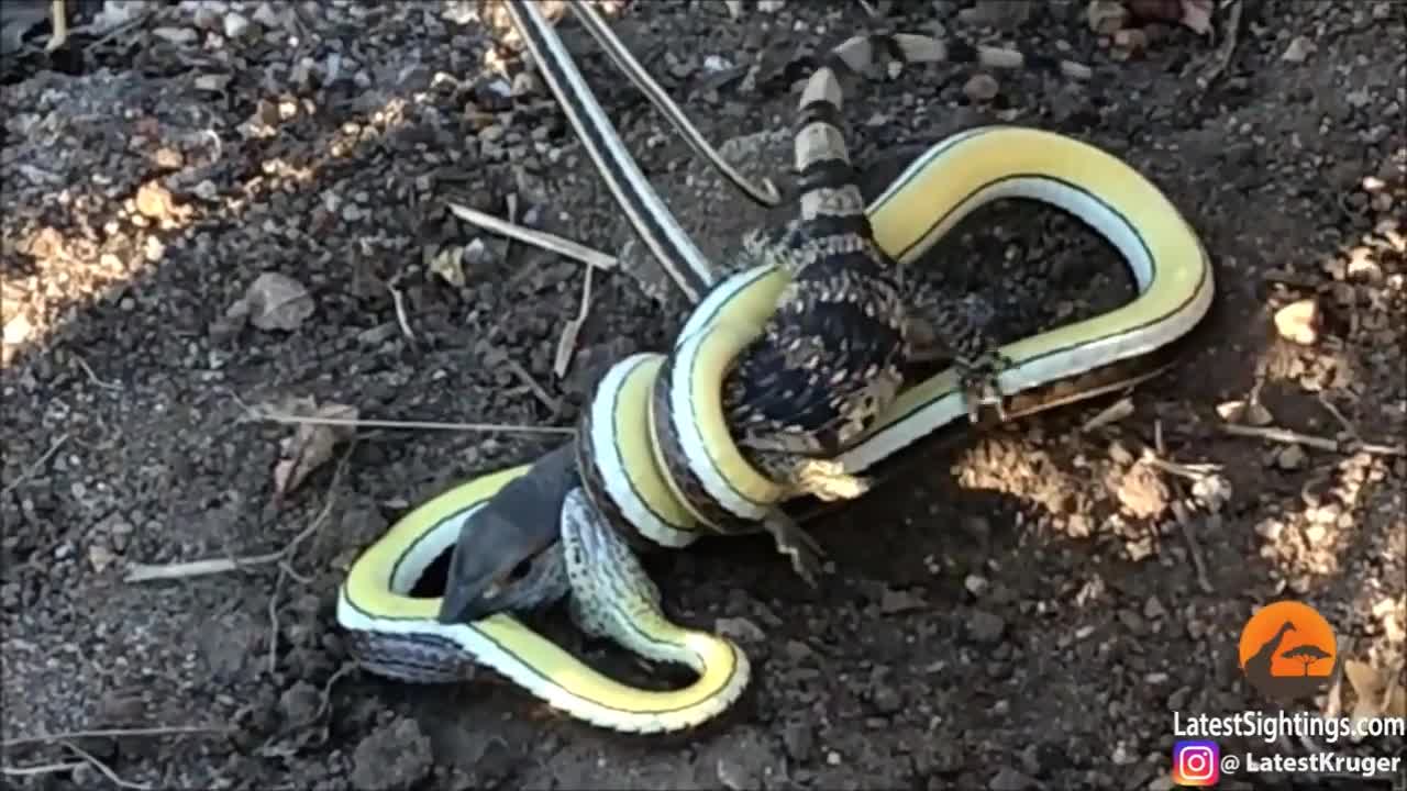 Video - Clip: Tử chiến nảy lửa với rắn độc, kỳ đà bị đối thủ nuốt chửng