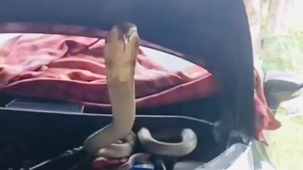 Video - Clip: Bị bắt, rắn hổ mang chúa khổng lồ hung hăng tấn công người