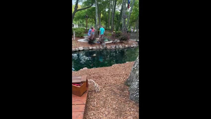 Video - Clip: Kinh ngạc sếu hoang táo tợn bắt cá ngay tại khu vui chơi