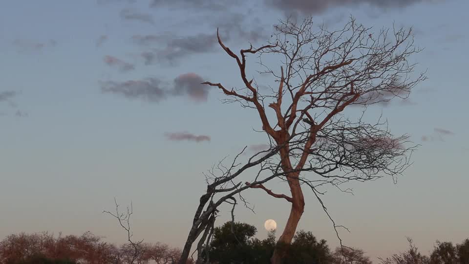 Video - Clip: Siêu trăng xanh mọc lên trên vùng hoang dã châu Phi