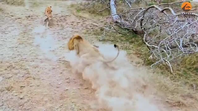 Video - Clip: Đàn linh cẩu liều mạng tấn công ngược sư tử để cứu đồng loại