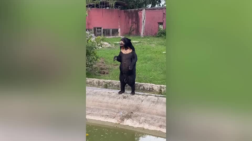 Video - Clip: Kinh ngạc gấu đứng vẫy như người ở vườn thú Thái Lan