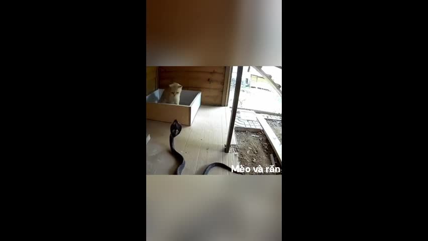 Video - Clip: Kịch tính cuộc chiến giữa mèo và rắn