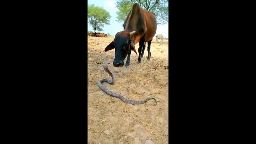 Video - Clip: Bò thản nhiên liếm đầu rắn hổ mang chúa và cái kết bất ngờ