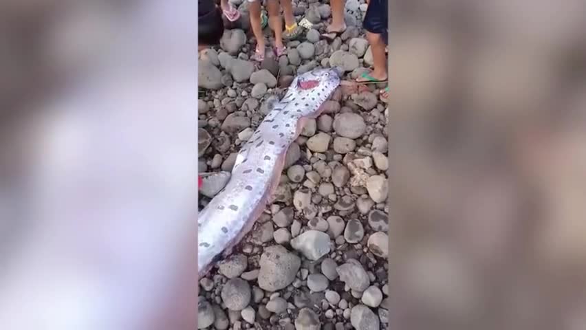 Video - Clip: “Cá dự báo động đất” chết dạt vào bờ biển ở Philippines