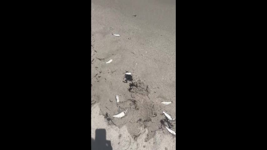 Video - Clip: Kinh hoàng cá chết không mắt tràn ngập bãi biển Florida