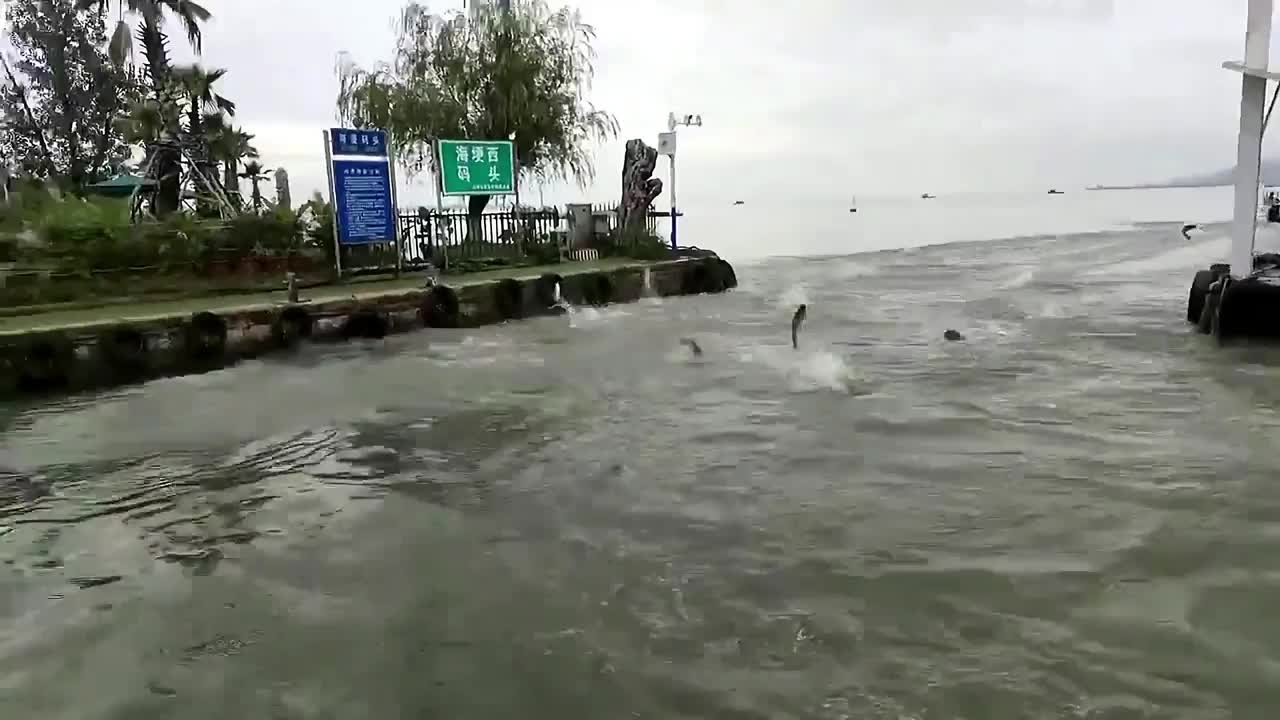 Video - Clip: Kỳ lạ hàng trăm con cá nhảy lên khỏi mặt nước ở Trung Quốc