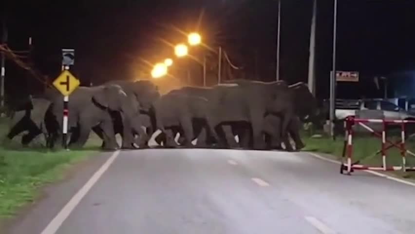 Video - Clip: Đàn voi 50 con tấn công ngôi làng Thái Lan