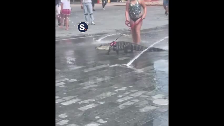 Video - Clip: Kinh ngạc cô gái dắt cá sấu đi dạo ở chỗ đông người