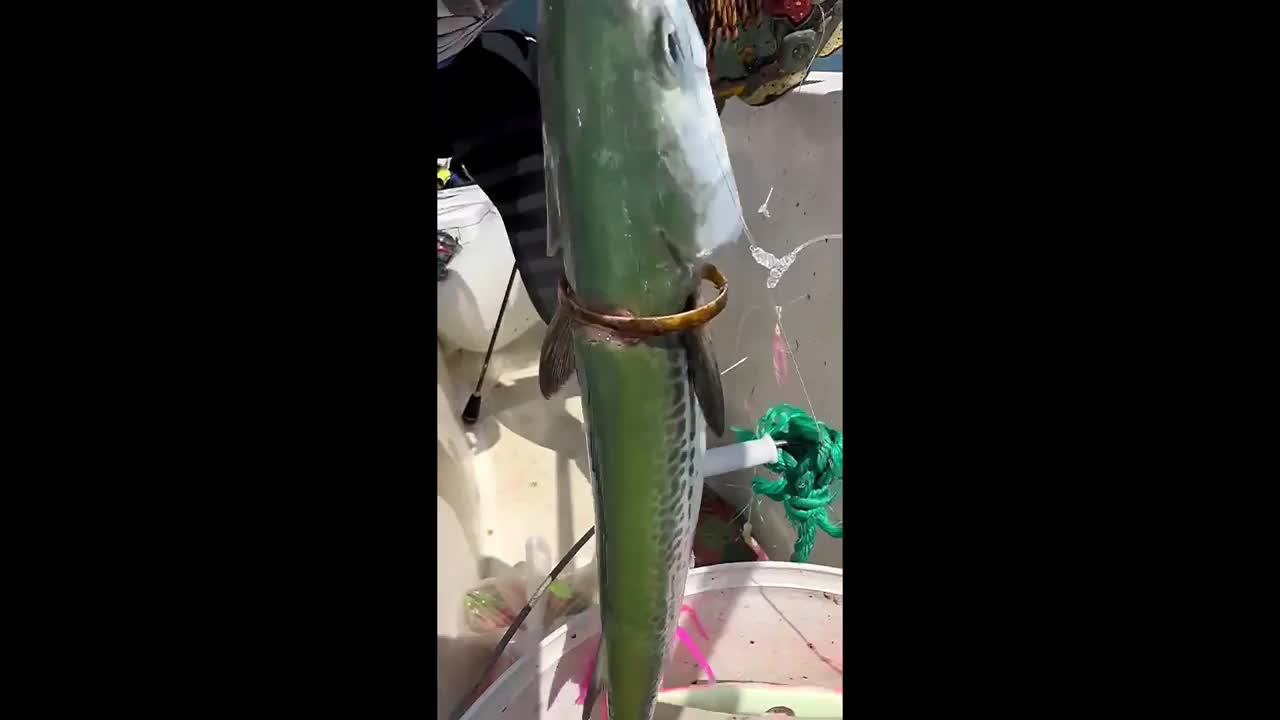 Video - Clip: Người đàn ông câu được con cá thu có vòng vàng trên cơ thể
