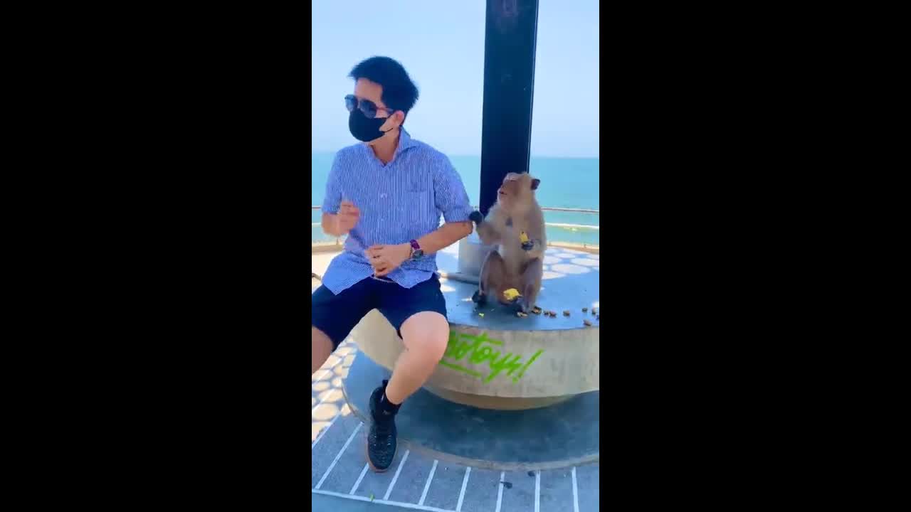 Video - Clip: Khỉ hung hăng giật đồ ăn rồi tát thẳng vào mặt nam du khách