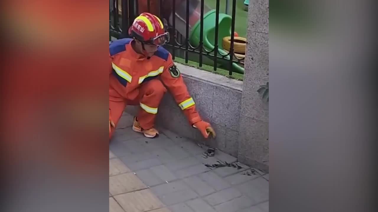Video - Clip: Vây bắt rắn, lính cứu hỏa ngơ ngác bật ngửa vì sự thật phía sau