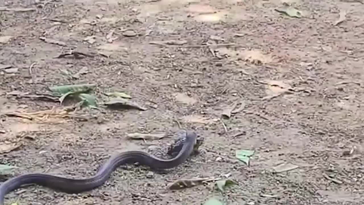 Video - Bắt được cóc, rắn hổ mang vội từ bỏ ý định ăn thịt vì lý do bất ngờ