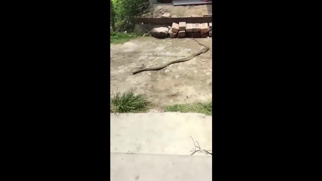Video - Clip: Bị dân xua đuổi, rắn hổ mang thản nhiên 'trộm dép' rồi bỏ đi