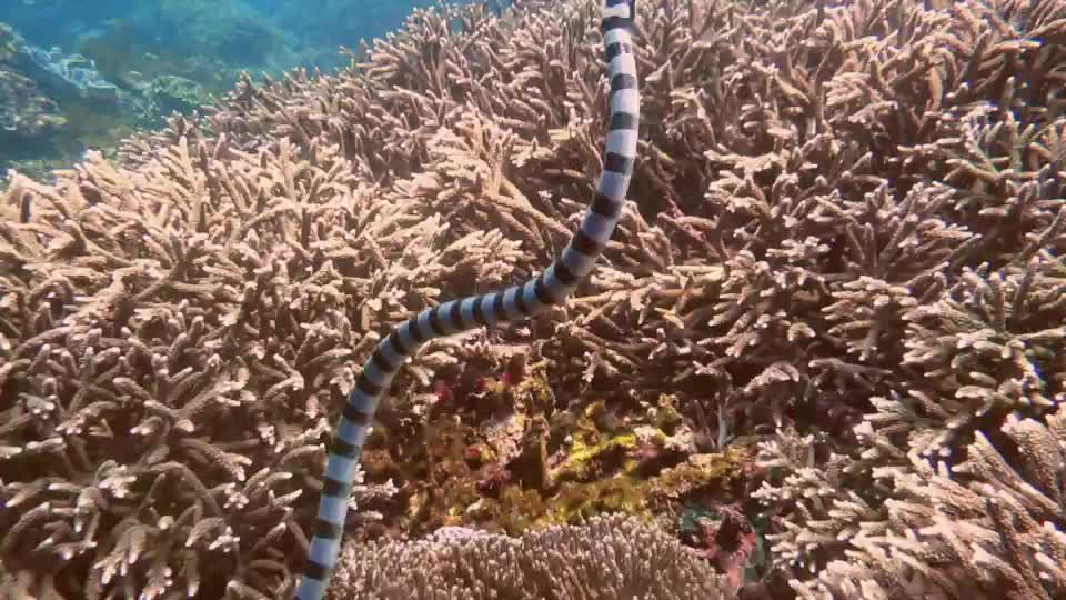 Video - Clip: Thợ lặn bơi gần một trong những loài rắn biển độc nhất Trái đất