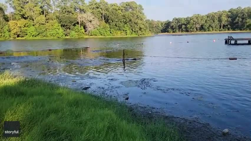 Video - Clip: Kinh hoàng cá sấu khổng lồ bơi về phía trẻ em đang tắm trong hồ