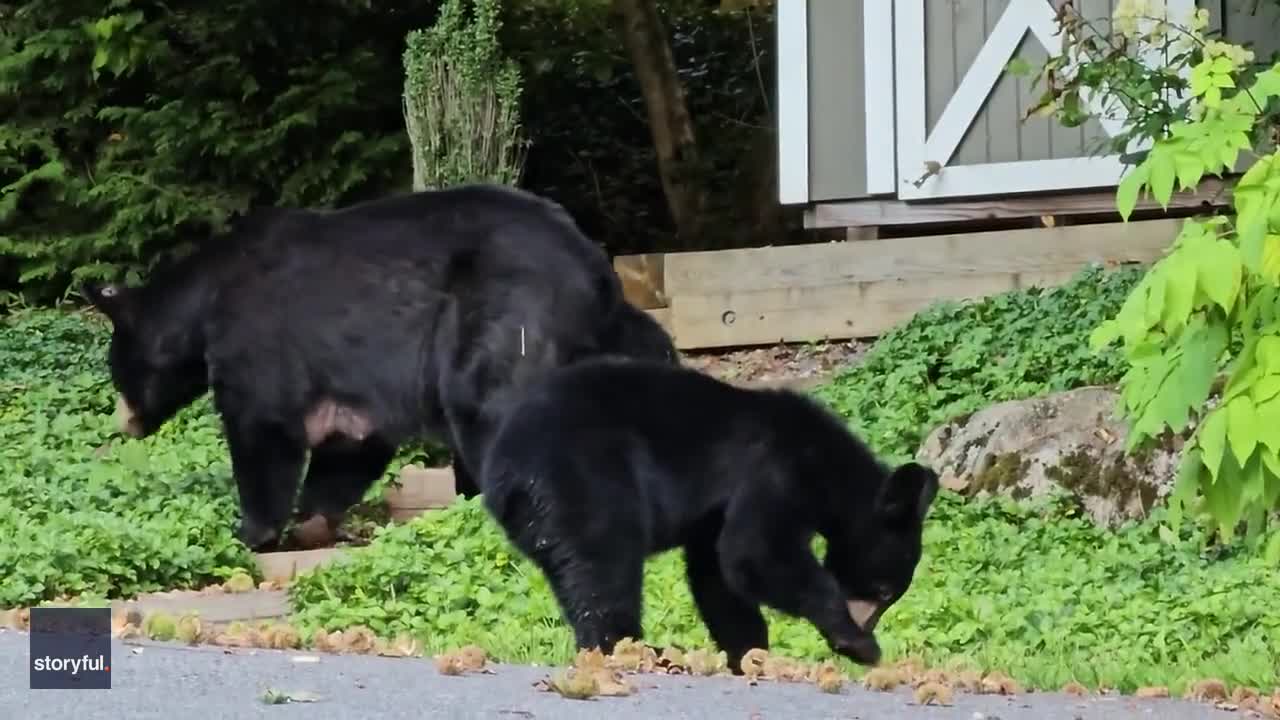 Video - Clip: Gấu con hoảng sợ trèo lên cây sau khi nghe thấy tiếng chó sủa