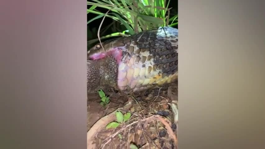 Video - Clip: Rắn hổ mang chúa dài 4m bị bắt khi đang nuốt chửng thằn lằn 