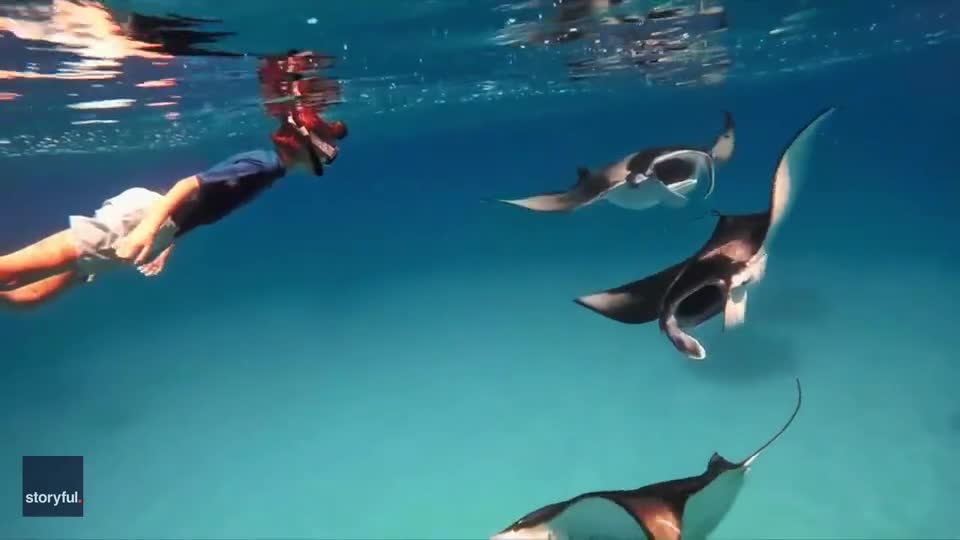 Video - Clip: Khoảnh khắc tuyệt đẹp khi 3 con cá đuối lại gần người đi bơi