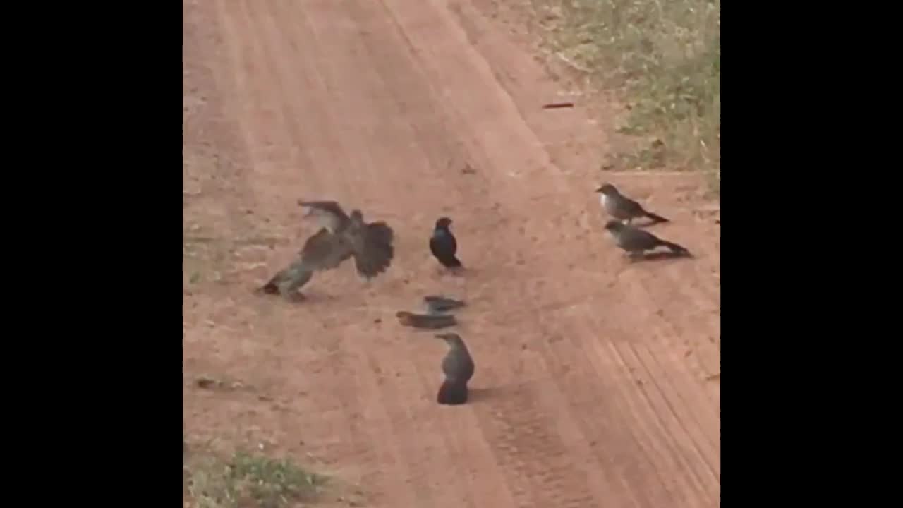 Video - Clip: Rắn nhận kết đắng khi đối đầu với một đàn chim