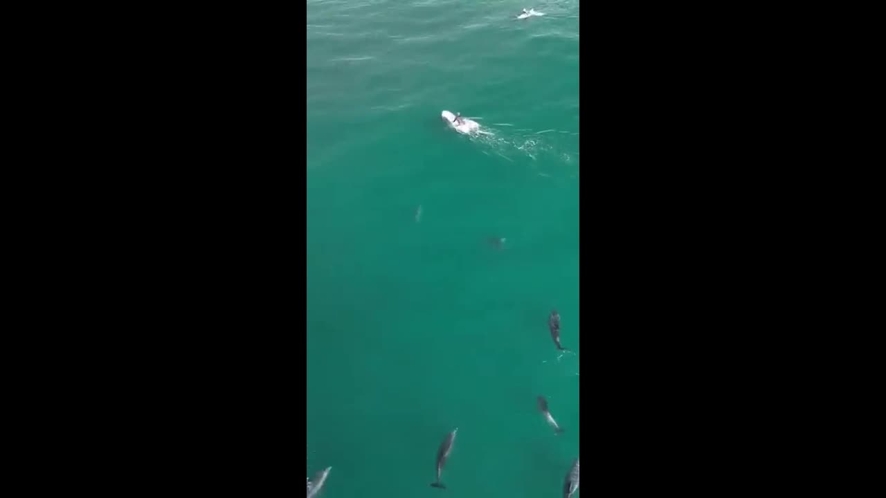 Video - Clip: Khoảnh khắc tuyệt đẹp người lướt sóng cùng hàng chục con cá heo