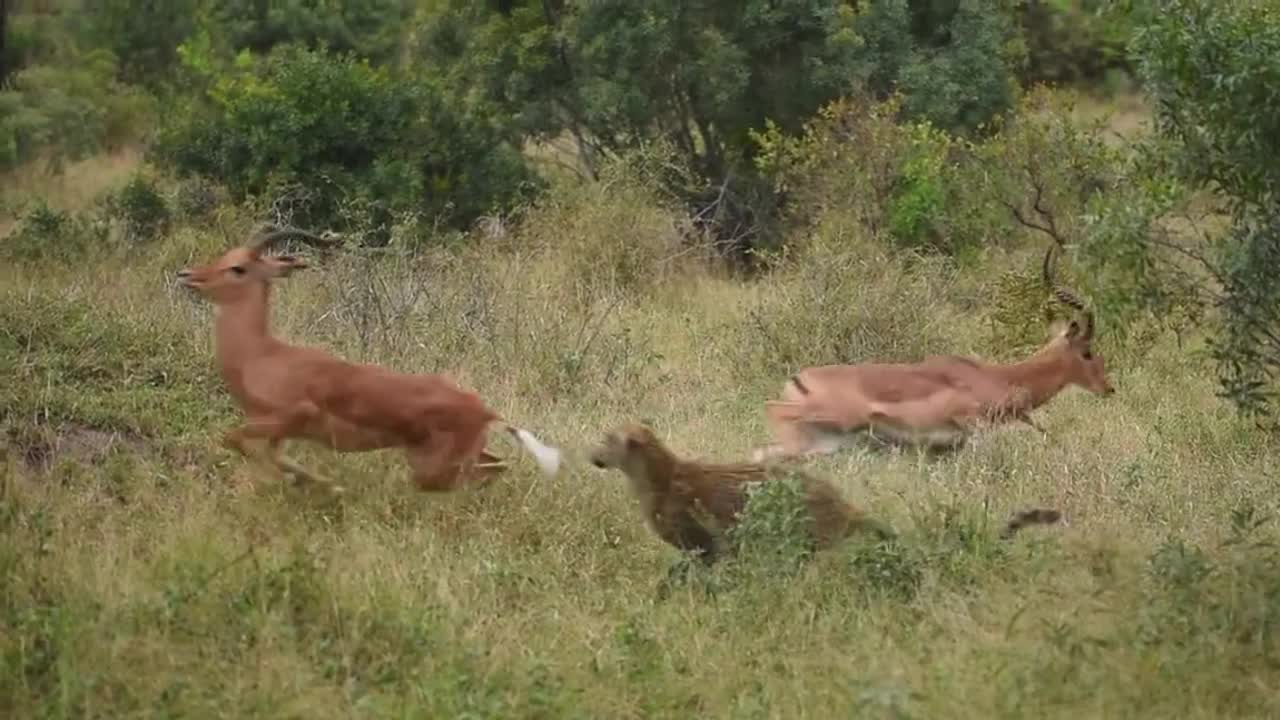 Video - Clip: Con báo bất ngờ xuất hiện giữa hai con linh dương đang đánh nhau