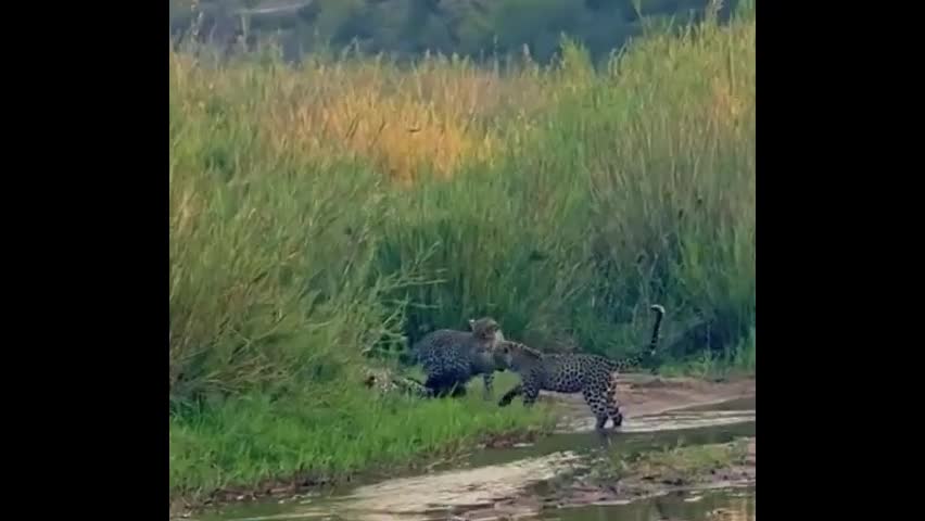 Video - Clip: Lửng mật một mình chiến đấu với 3 con báo và cái kết khó tin