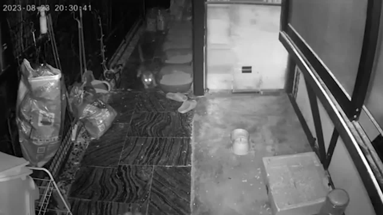 Video - Clip: Trăn khổng lồ bò vào nhà dân, tấn công mèo trong đêm