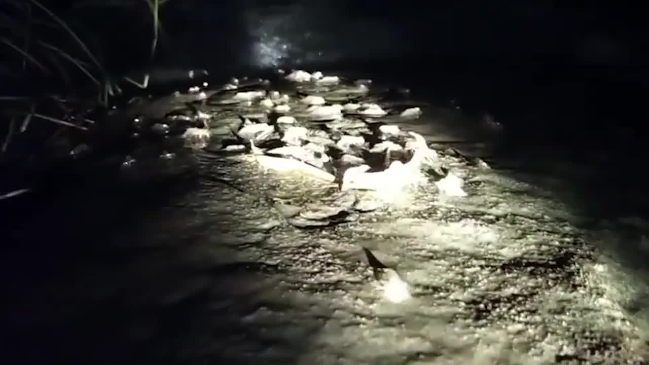 Video - Clip: Khoảnh khắc kỳ lạ đàn tôm đi bộ qua thác nước lúc nửa đêm